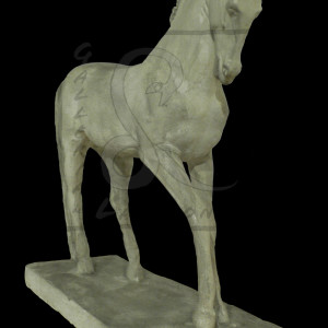 cavallomorbiducci001